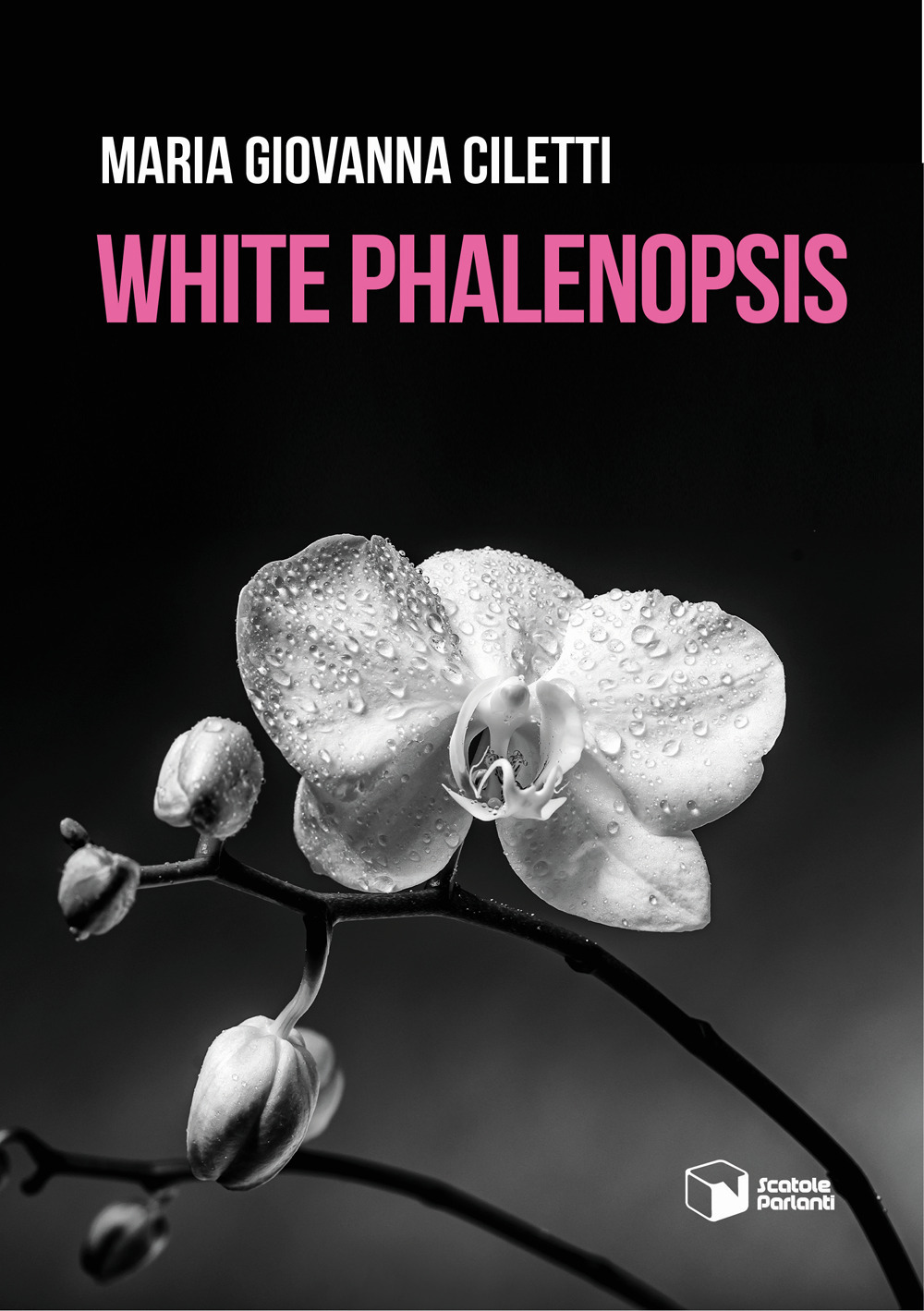 White Phalenopsis