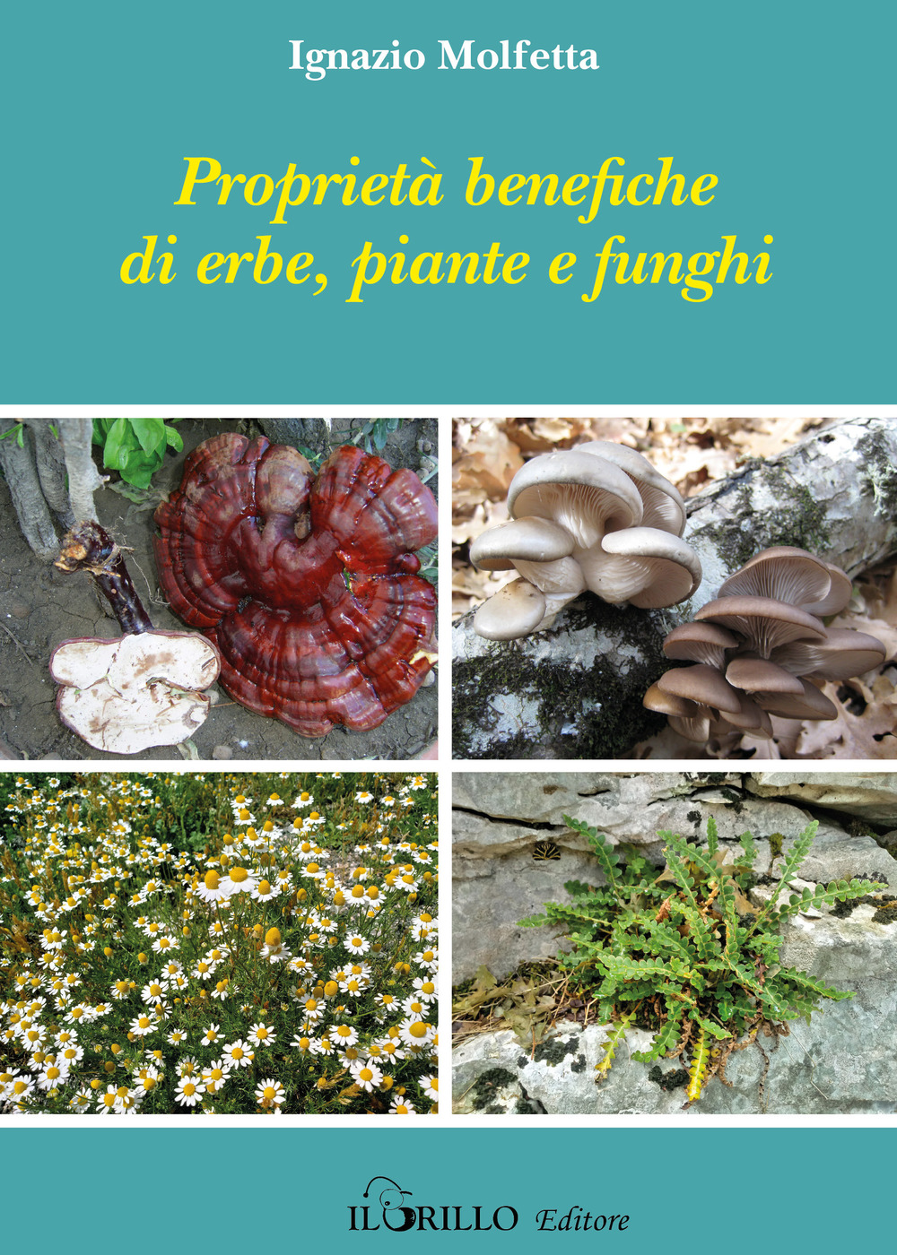 Proprietà benefiche di erbe, piante e funghi