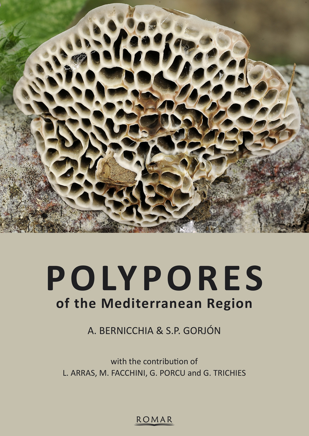 Polypores of the mediterranean region