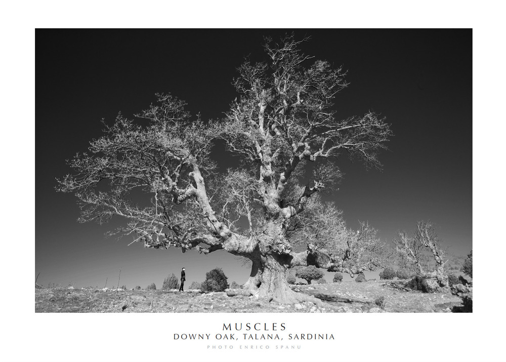 Muscles. Downy Oak, Talana, Sardinia. Ediz. italiana e inglese. Con stampa Fine Art