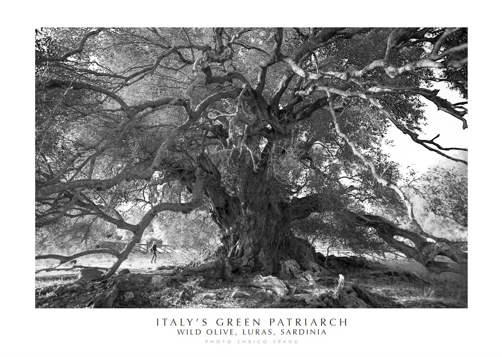 Italy's green patriarch. Wild olive, Luras, Sardinia. Ediz. italiana e inglese. Con stampa Fine Art