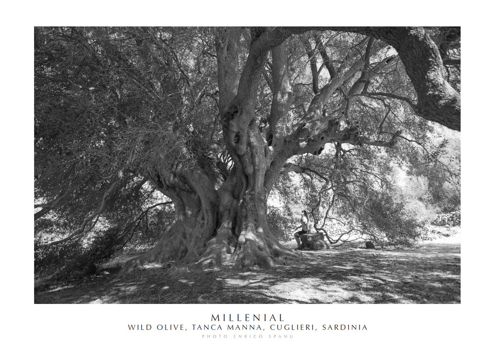 Millenial. Wild olive, Tanca Manna, Cuglieri, Sardinia. Ediz. italiana e inglese. Con stampa Fine Art